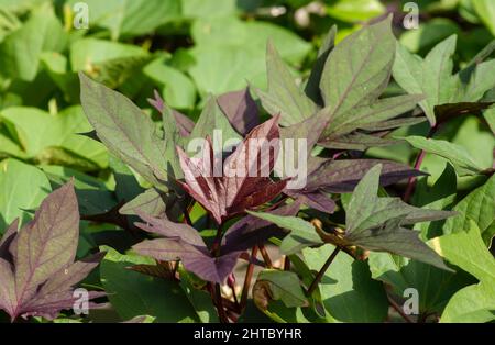 Farbabstufung der Blätter der Süßkartoffel (Ipomoea batatas), in Indonesien Ubi Jalar genannt Stockfoto