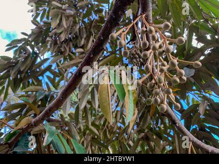 Durian Blumen (Durio zibethinus), König der Früchte, blüht aus dem Ast des Baumes Stockfoto