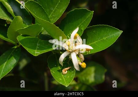 Zitronenblüte (Citrus limon) und grüne Blätter, in flacher Schärfe Stockfoto