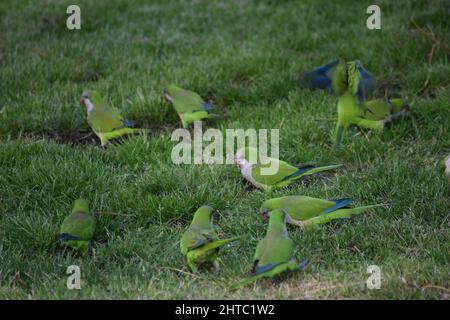 Eine Gruppe von Mönchssittichen, die draußen auf dem Gras thront Stockfoto