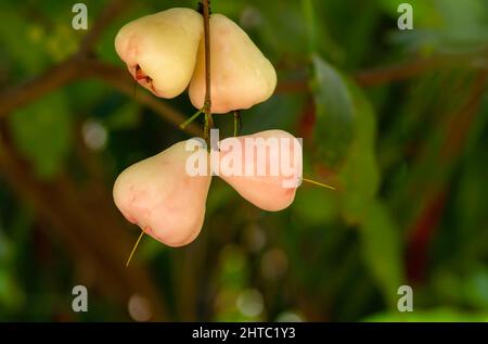 Reife Wasseräpfel Früchte (Syzygium aqueum) auf seinem Baum, bekannt als Rosenäpfel oder wässrige Rosenäpfel Stockfoto