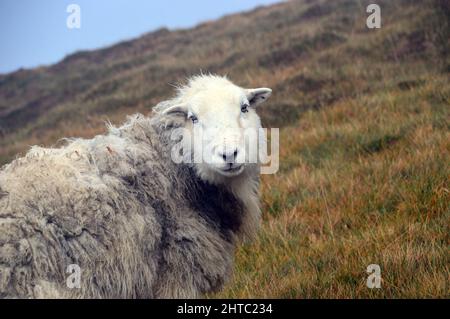 Ein einsames Herdwick-Schaf (Herdy) auf dem Gipfel des Wainwright „Whiteside“ im Lake District National Park, Cumbria, England, Großbritannien. Stockfoto