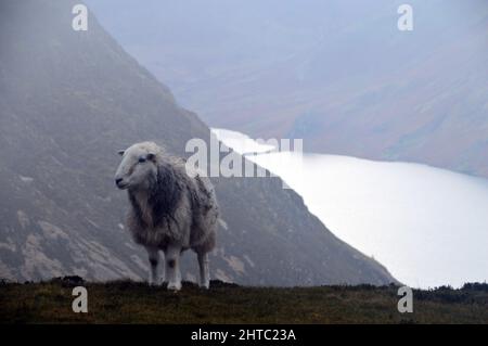 Ein einsames Herdwick-Schaf (Herdy) auf dem Gipfel des Wainwright „Whiteside“ oberhalb von Crummock Water, Lake District National Park, Cumbria, England, Großbritannien. Stockfoto