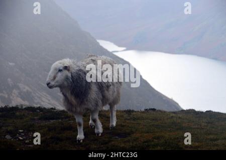 Ein einsames Herdwick-Schaf (Herdy) auf dem Gipfel des Wainwright „Whiteside“ oberhalb von Crummock Water, Lake District National Park, Cumbria, England, Großbritannien. Stockfoto