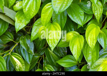 Sirih Hijau oder Green Betel (Piper betle L.) Blätter für den natürlichen Hintergrund Stockfoto