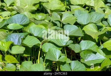Süßkartoffel (Ipomoea batatas) Blätter, genannt Ubi Jalar in Indonesien Stockfoto