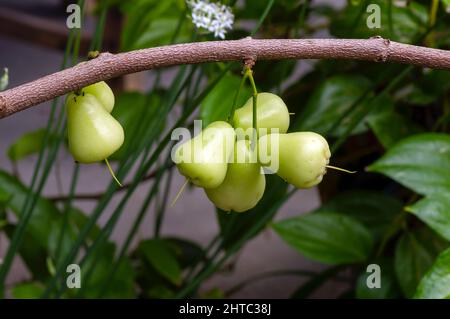 Junge Wasseräpfel Früchte (Syzygium aqueum) auf seinem Baum, bekannt als Rosenäpfel oder wässrige Rosenäpfel Stockfoto