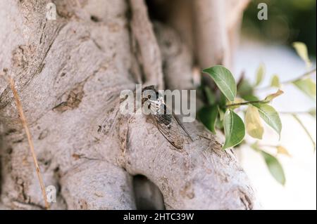 Cicada cicadidae ein großes, schwarz fliegendes, zwitscherndes Insekt oder Käfer auf einem Baumstamm. Tiere, die in heißen Ländern der Türkei leben Stockfoto