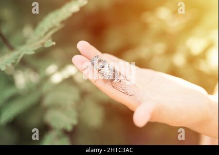 Zicklein Hand hält cicada cicadidae ein schwarzes großes fliegendes zwitscherndes Insekt oder Käfer oder Käfer auf dem Arm. Kinderforscher erforscht Tiere, die in der heißen Zählung leben Stockfoto