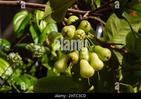 Junge Wasseräpfel Früchte (Syzygium aqueum) auf seinem Baum, bekannt als Rosenäpfel oder wässrige Rosenäpfel Stockfoto