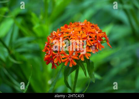 Single Red Silene chalcedonica (Jerusalem Cross/Maltese Cross) Blume, die in den Grenzen von RHS Garden Harlow Carr, Harrogate, Yorkshire, Großbritannien angebaut wird. Stockfoto