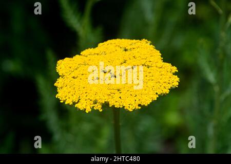 Single Yellow Achillea filipendulina 'Gold Plate' (Yarrow) Blume in den Grenzen der RHS Garden Harlow Carr, Harrogate, Yorkshire, Großbritannien gewachsen. Stockfoto