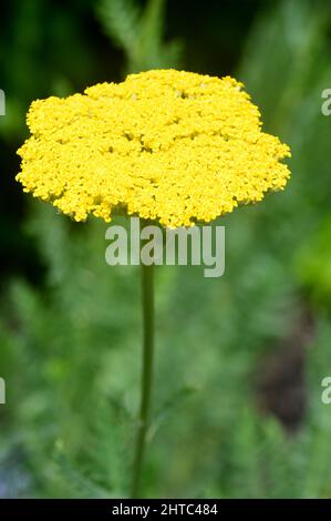 Single Yellow Achillea filipendulina 'Gold Plate' (Yarrow) Blume in den Grenzen der RHS Garden Harlow Carr, Harrogate, Yorkshire, Großbritannien gewachsen. Stockfoto