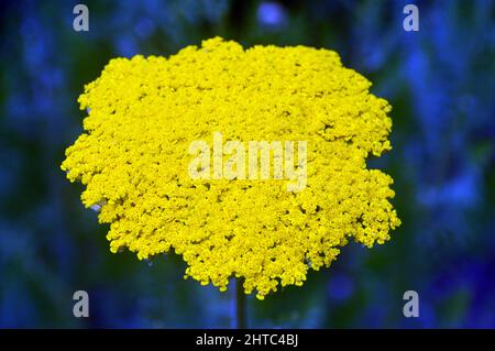 Single Yellow Achillea filipendulina 'Gold Plate' (Yarrow) Blume in den Grenzen der RHS Garden Harlow Carr, Harrogate, Yorkshire, Großbritannien gewachsen. Stockfoto