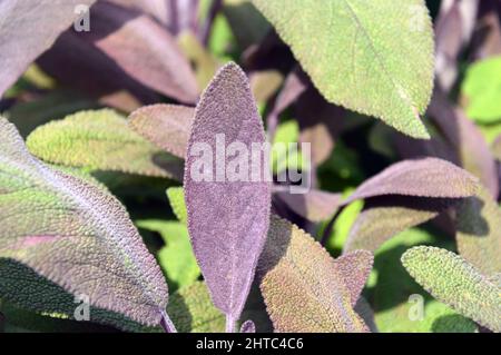 Purple Sage (Salvia officinalis 'Purpurascens') Kraut, das im Kräutergarten von RHS Garden Harlow Carr, Harrogate, Yorkshire, Großbritannien, angebaut wird. Stockfoto