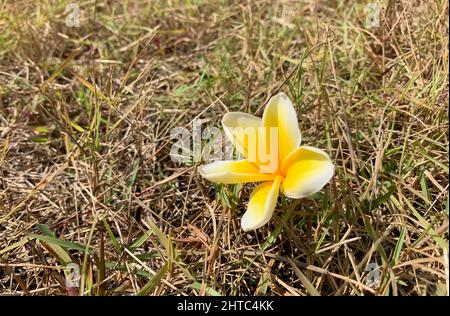 Kamboja Blume (Plumeria), auch bekannt als Lei Blumen und Frangipani, in flachem Fokus auf trockenem Gras Stockfoto