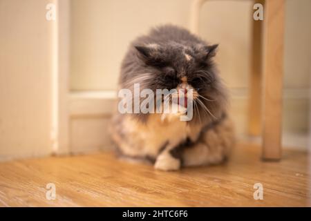 Eine entzückende pelzige Katze im Katzencafe Stockfoto