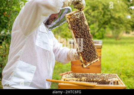 Imkerkonzept, Imker kümmert sich um Bienen, die Bienen prüft, prüft Honig, Imker erforscht Waben, raucht Bienen Stockfoto