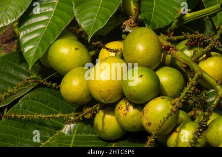 Reife Matoa-Früchte (Pometia pinnata) und grüne Blätter, einheimische Früchte aus Papua, Indonesien Stockfoto