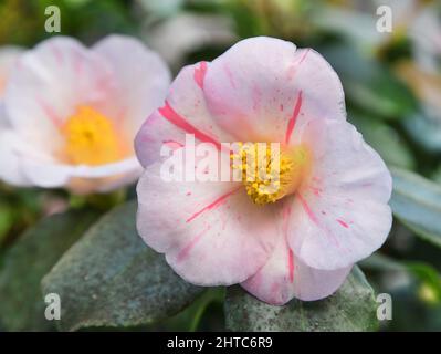 27. Februar 2022, Sachsen, Roßwein: Im Kamelienhaus, das von Mitgliedern des Heimatvereins Roßwein e.V. betreut wird, zeigt die Kamelie 'Camellia japonica Tricolor' ihre rosa-weißen Blüten. Derzeit zeigt das Gewächshaus auch die weißen Blüten der Kamelie 'Alba plena', die über 200 Jahre alt ist. Die 6,50 Meter hohe Pflanze, auch Teerose des Winters genannt, mit ihren bis zu 10 Zentimeter großen Doppelblüten soll im 18.. Jahrhundert vom Grafen von Einsiedel in Gersdorf bei Roßwein gepflanzt worden sein. Die botanische Rarität ist die zweitälteste nördlich der Alpen in Europa A Stockfoto