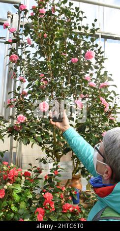 27. Februar 2022, Sachsen, Roßwein: Ein Besucher fotografiert die rosa Blüten der Kamelie Williamsii 'E. G. Waterhouse' im Kamelienhaus, das von Mitgliedern des Heimatvereins Roßwein e.V. betreut wird.das Gewächshaus zeigt derzeit auch die weißen Blüten der mehr als 200 Jahre alten Kamelie 'Alba plena'. Die 6,50 Meter hohe Pflanze, auch Teerose des Winters genannt, mit ihren bis zu 10 Zentimeter großen Doppelblüten soll im 18.. Jahrhundert vom Grafen von Einsiedel in Gersdorf bei Roßwein gepflanzt worden sein. Die botanische Rarität ist die zweitälteste nördlich der Alpen in Euro Stockfoto