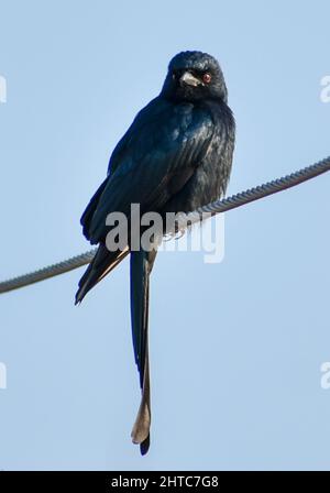 Vertikale Aufnahme eines schwarzen Drongo, der auf dem Draht sitzt Stockfoto