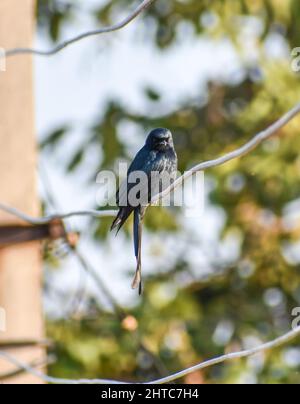 Vertikale Aufnahme eines schwarzen Drongo, der auf dem Draht sitzt Stockfoto