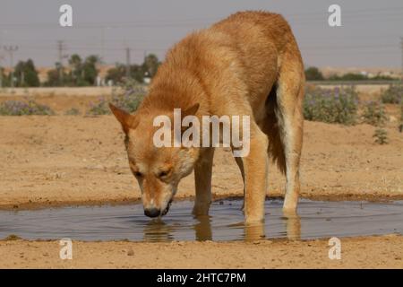 Brauner Hund trinkt Wasser aus einer Pfütze in der Wüste Stockfoto