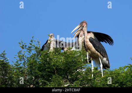 Marabou Storks (Leptoptilos crumeniferus), in seinem Baumkronennest. Dieser große Storch ist es gefunden südlich der Sahara Afrika. Es ist spezialisiert auf Scavenging, compet Stockfoto