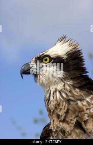 Nahaufnahme eines Fischadlers (Pandion haliaetus), des Fischadlers oder, genauer gesagt, des westlichen Fischadlers (Pandion haliaetus) – auch Seefalke genannt, Rive Stockfoto