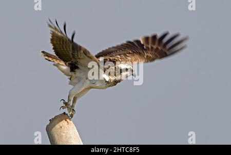 Der Fischadler oder genauer gesagt der westliche Fischadler (Pandion haliaetus) - auch als Seefalke, Flussfalke und Fischfalke - ist ein tagnisches, fischfressendes b Stockfoto