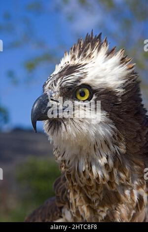Nahaufnahme eines Fischadlers (Pandion haliaetus), des Fischadlers oder, genauer gesagt, des westlichen Fischadlers (Pandion haliaetus) – auch Seefalke genannt, Rive Stockfoto