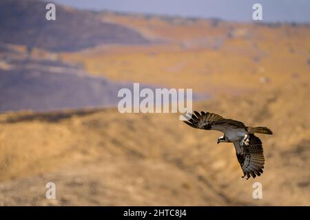 Der Fischadler oder genauer gesagt der westliche Fischadler (Pandion haliaetus) - auch als Seefalke, Flussfalke und Fischfalke - ist ein tagnisches, fischfressendes b Stockfoto