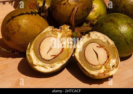 Reife Matoa-Früchte (Pometia pinnata), einheimische Früchte aus Papua, Indonesien Stockfoto