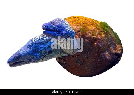 Zwei Braune Muränen isoliert auf weißem Hintergrund. Gymnothorax einfarbige Arten, die im östlichen Atlantischen Ozean und im Mittelmeer leben. Stockfoto