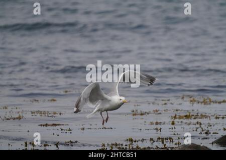 Der Blick auf die Möwe ist kurz vor der Landung auf Felsen an der Küste Stockfoto