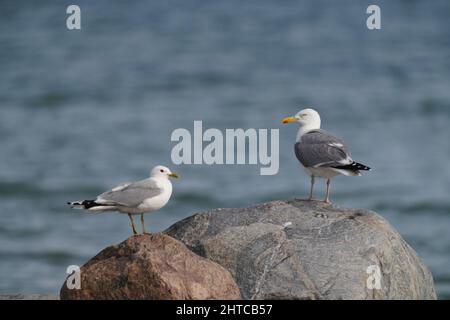 Nahaufnahme von zwei Möwen, die auf Felsen an der Küste eines Meeres stehen Stockfoto