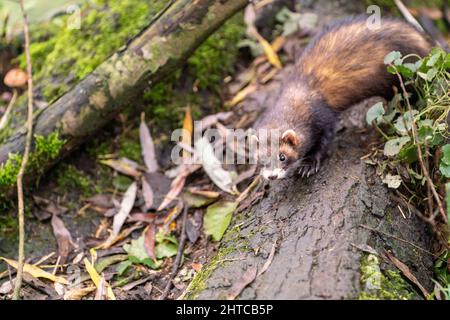 Nahaufnahme eines europäischen Polecat im Wald Stockfoto