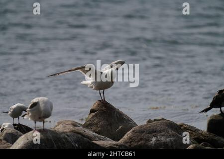 Selektive Fokusaufnahme einer Möwe, die auf einem Felsen an der Küste steht und ihre Flügel ausbreitet Stockfoto