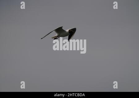 Low-Angle-Aufnahme einer schwarzen Möwe, die an einem sonnigen Tag gegen einen bewölkten Himmel fliegt Stockfoto