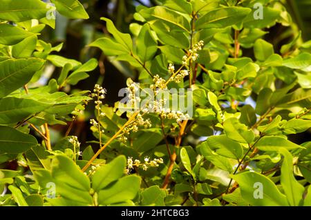 Longan (Dimocarpus longan) Blume, eine tropische Baumart, die essbare Früchte produziert Stockfoto