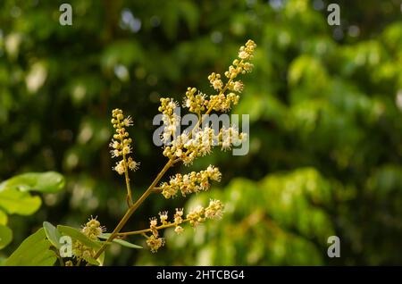 Longan (Dimocarpus longan) Blume, eine tropische Baumart, die essbare Früchte produziert Stockfoto