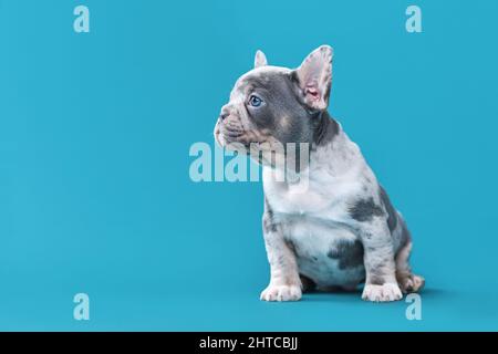 Niedliche Merle Französisch Bulldog Hund Welpen sitzt vor blauem Hintergrund mit Kopieplatz Stockfoto