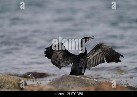 Großer Kormoran-Vogel, der auf einem Felsen am Meer steht und seine Flügel ausbreitet Stockfoto