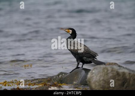 Shallow-Focus-Aufnahme eines großen Kormoranvogels, der auf einem nassen Felsen am Meer steht Stockfoto
