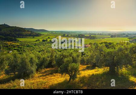 Castagneto Carducci Panoramablick, Olivenbäume und Bolgheri Weinberge. Alta Maremma, Toskana Region, Italien Stockfoto