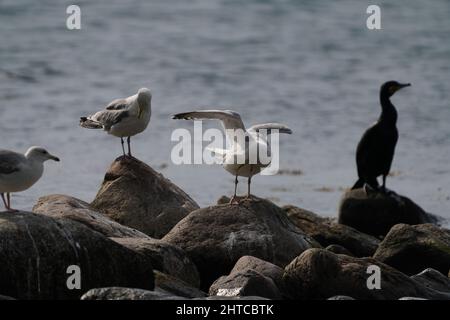 Selektive Fokusaufnahme von drei Möwen, die an einem sonnigen Tag an der Küste auf Felsen stehen Stockfoto