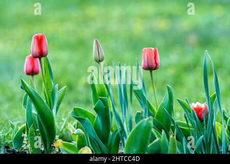 Rote Tulpenblüten mit Knospen, die in freier Wildbahn wachsen. Gepflanzt in einem kleinen Blumenbeet blüht der erste Frühling. Unscharfer natürlicher grüner Hintergrund, Kopierbereich. Stockfoto