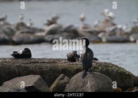 Flache Aufnahme von drei großen Kormoran-Vögeln, die an einem sonnigen Tag an der Küste auf großen Felsen sitzen Stockfoto