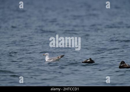 Flache Aufnahme einer Möwe, die im Meer in der Nähe von zwei Samtenten schwimmt Stockfoto